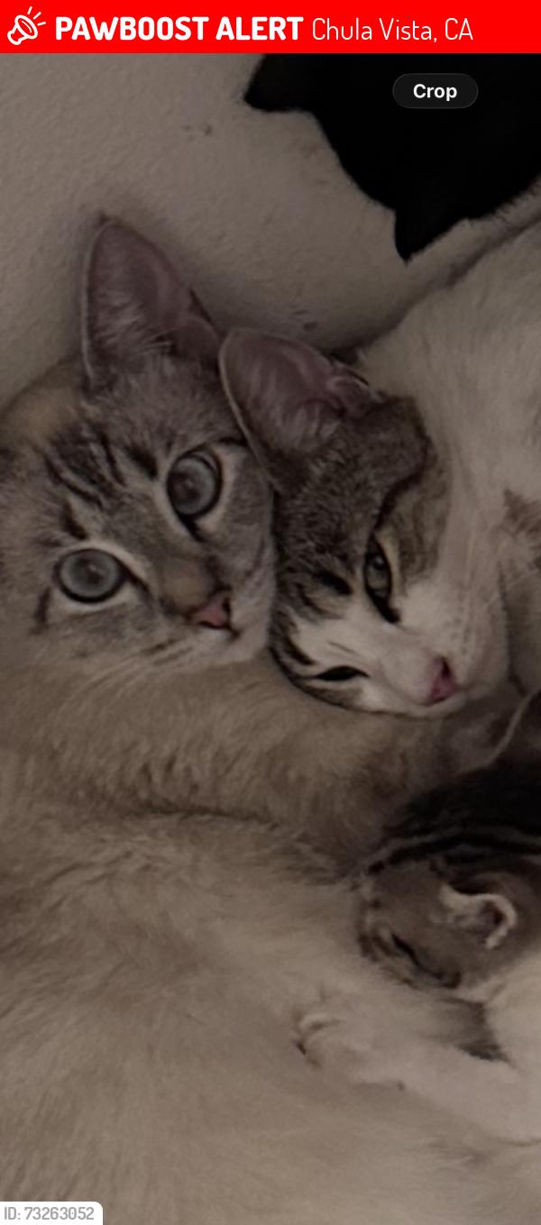 Lost Female Cat last seen Fox hill in Chula Vista, Chula Vista, CA 91911
