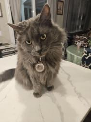 Lost Female Cat last seen Pine and Sagebrush, Chino Hills, CA 91709