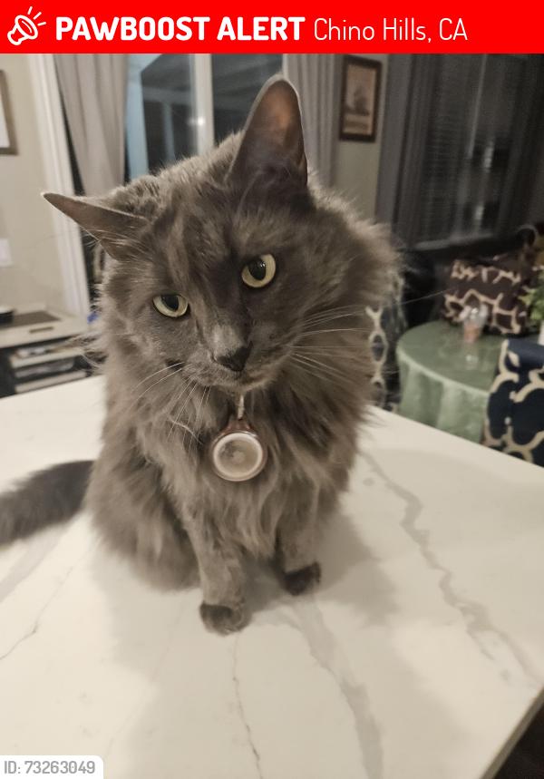 Lost Female Cat last seen Pine and Sagebrush, Chino Hills, CA 91709
