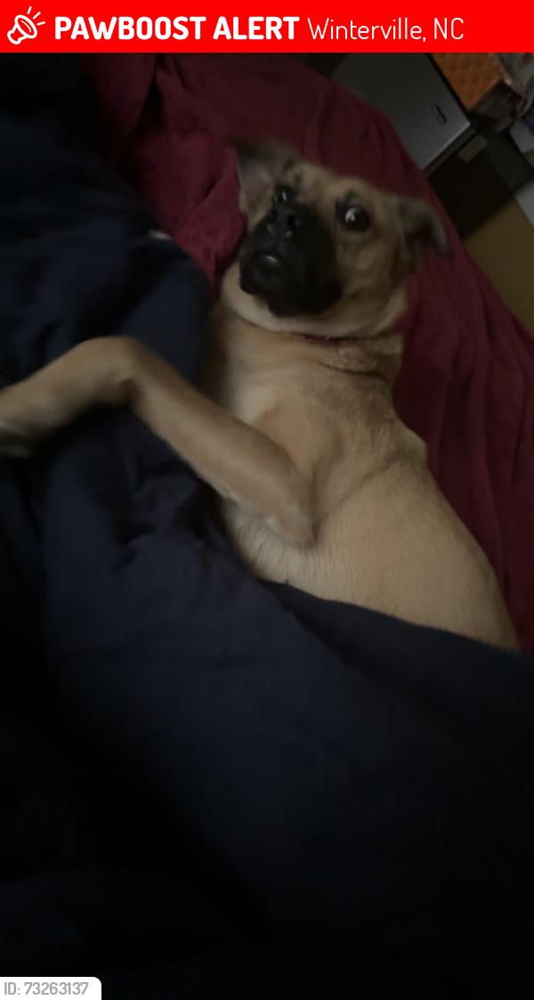 Lost Female Dog last seen Cherrytree ln, Winterville, NC 28590