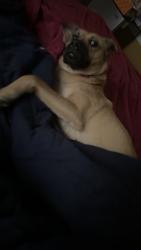 Lost Female Dog last seen Cherrytree ln, Winterville, NC 28590