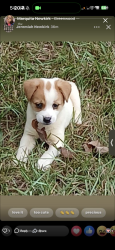 Lost Female Dog last seen Near Sweet Gum Court, Durham, NC 27703