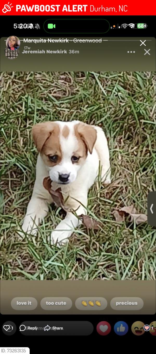 Lost Female Dog last seen Near Sweet Gum Court, Durham, NC 27703
