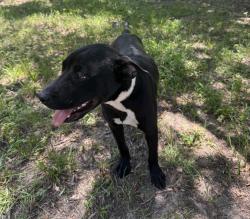Found/Stray Female Dog last seen Saxton ave, Norway, SC 29113