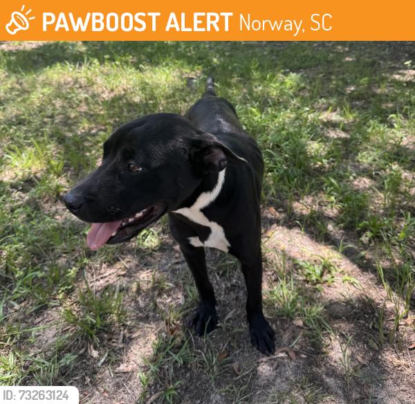 Found/Stray Female Dog last seen Saxton ave, Norway, SC 29113
