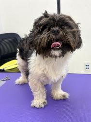 Found/Stray Male Dog last seen He was found entering a plaza, Pharr, TX 78577
