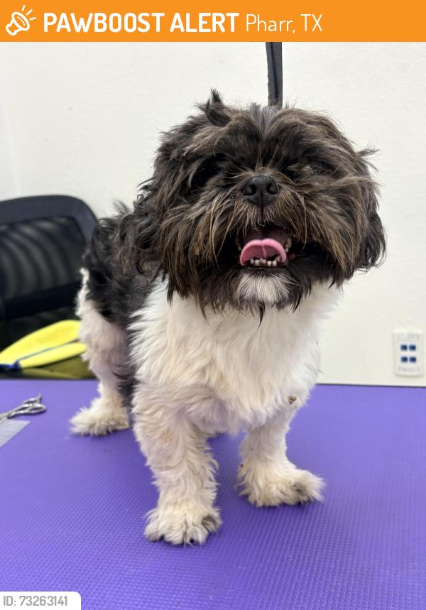 Found/Stray Male Dog last seen He was found entering a plaza, Pharr, TX 78577