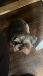 Lost Male Dog last seen East palomar, Chula Vista, CA 91913