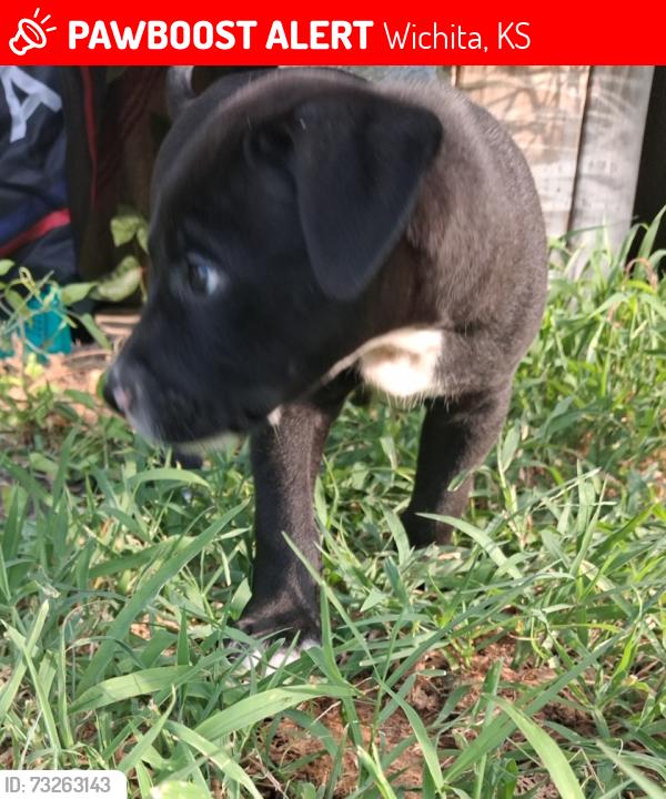 Lost Male Dog last seen Quick trip on wassall, Wichita, KS 67216