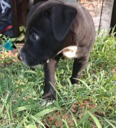 Lost Male Dog last seen Quick trip on wassall, Wichita, KS 67216