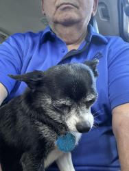 Reunited Male Dog last seen Main Street and park ave, Worcester, MA 01603