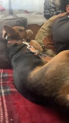 Lost Male Dog last seen Hoover / w 58th st, Los Angeles, CA 90037