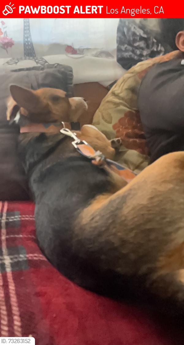 Lost Male Dog last seen Hoover / w 58th st, Los Angeles, CA 90037