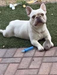 Lost Male Dog last seen Near and Russell, Las Vegas, NV 89148