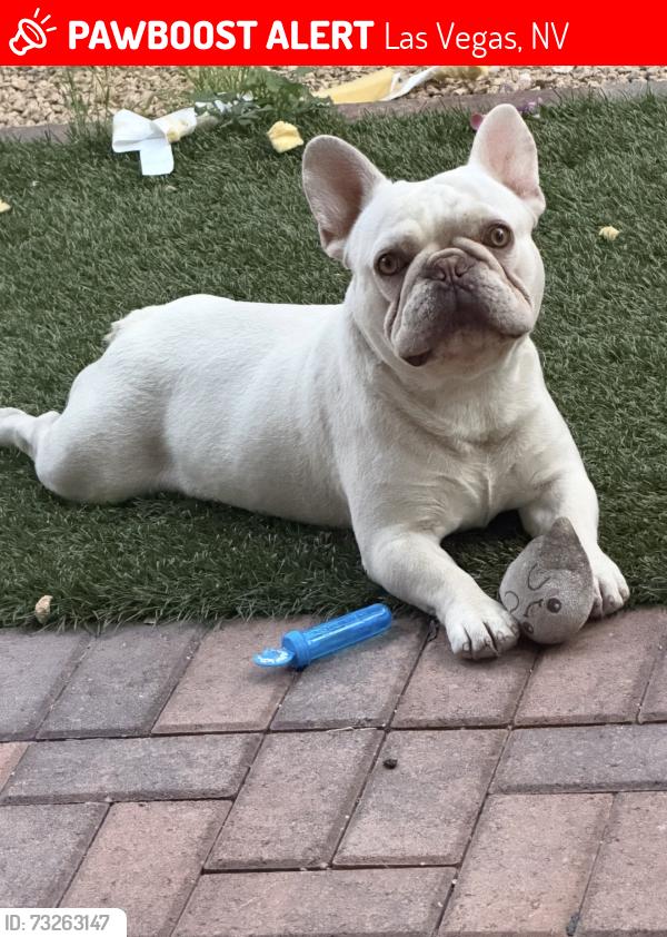 Lost Male Dog last seen Near and Russell, Las Vegas, NV 89148