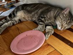 Reunited Female Cat last seen 48th Avenue & 70th Street, Queens, NY 11377