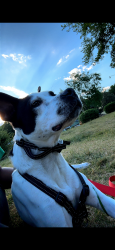Reunited Male Dog last seen Near Knightdale Station Park, Knightdale, NC 27545