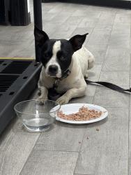 Found/Stray Male Dog last seen Near Fire Station, West Odessa, TX 79764