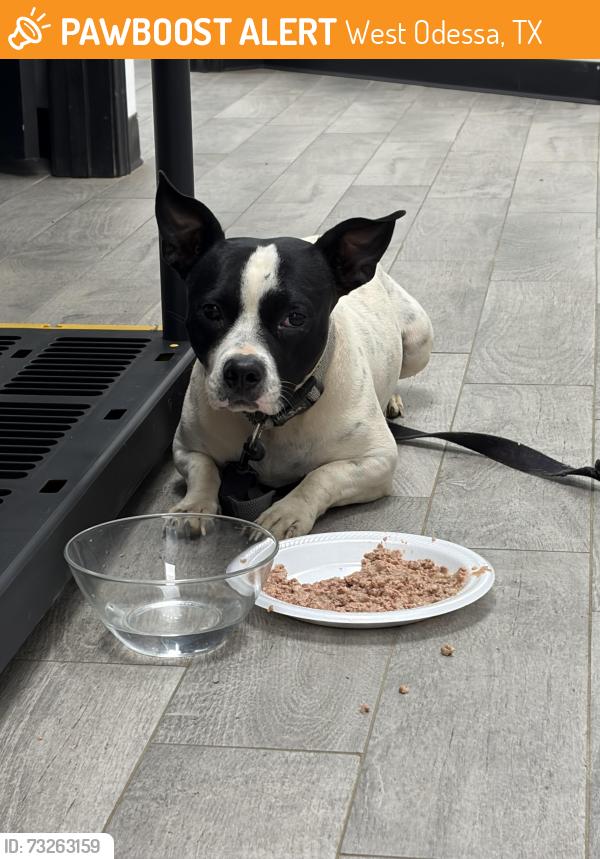 Found/Stray Male Dog last seen Near Fire Station, West Odessa, TX 79764