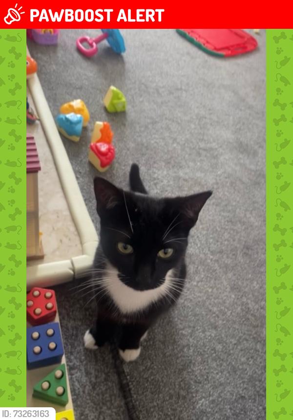 Lost Female Cat last seen Southend on sea, Southend-on-Sea, England 