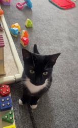Lost Female Cat last seen Southend on sea, Southend-on-Sea, England 