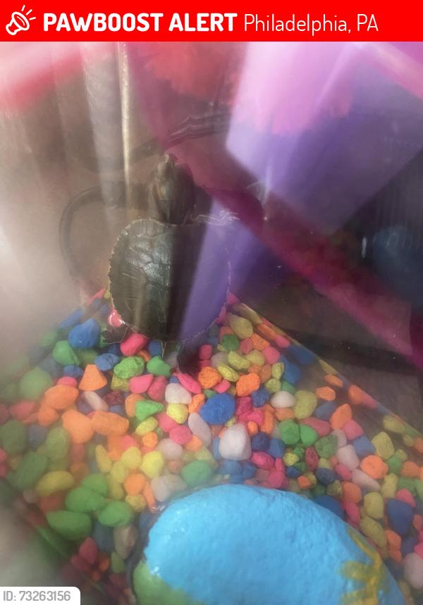 Lost Male Reptile last seen Near schuykill memorial, Philadelphia, PA 19103