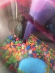 Lost Male Reptile last seen Near schuykill memorial, Philadelphia, PA 19103