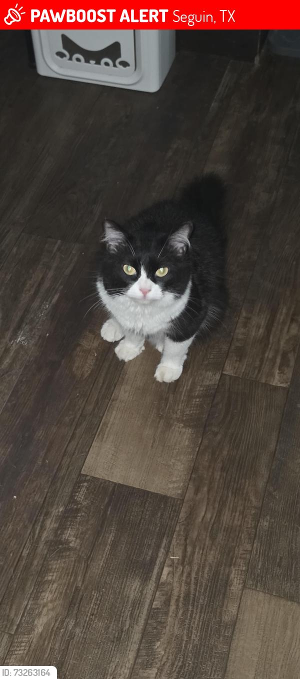 Lost Male Cat last seen Hickory Forrest Dr, Seguin, TX 78155