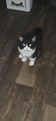 Lost Male Cat last seen Hickory Forrest Dr, Seguin, TX 78155