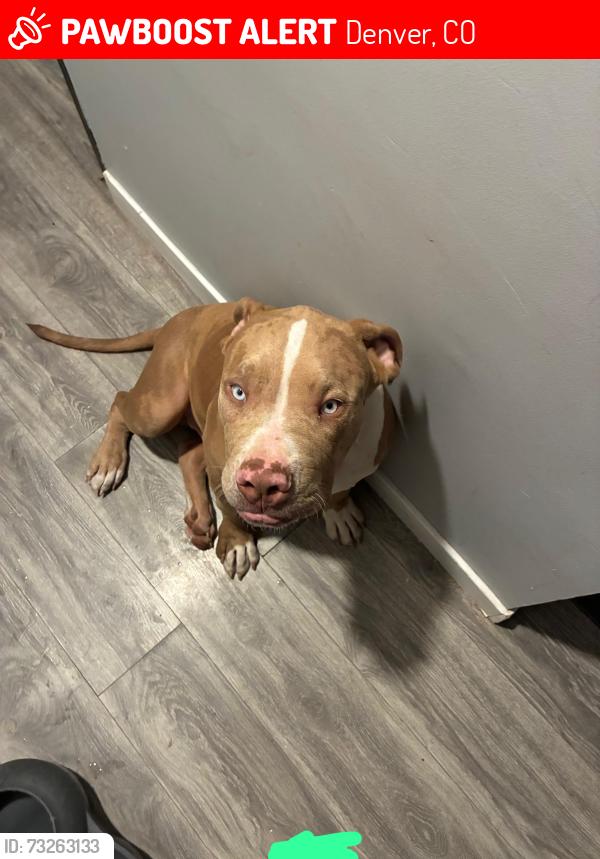 Lost Male Dog last seen Entre la 66 cerca de una escuela, Denver, CO 80204