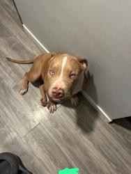 Lost Male Dog last seen Entre la 66 cerca de una escuela, Denver, CO 80204