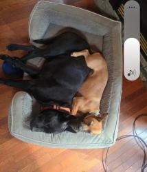 Lost Male Dog last seen HWY 91 MILE MARKER 17 AREA, Elizabethton, TN 37643