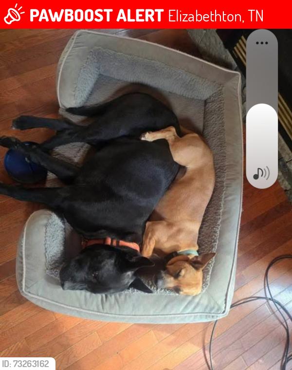 Lost Male Dog last seen HWY 91 MILE MARKER 17 AREA, Elizabethton, TN 37643