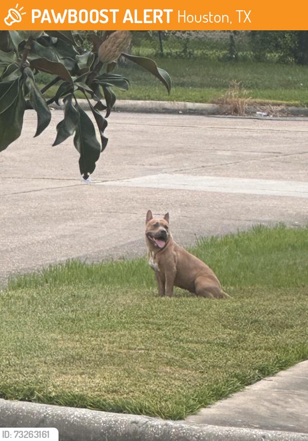 Found/Stray Unknown Dog last seen Bissonnet St & Braeburn Valley, Houston, TX 77074