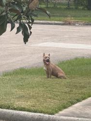 Found/Stray Unknown Dog last seen Bissonnet St & Braeburn Valley, Houston, TX 77074