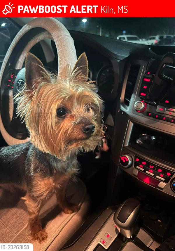 Lost Male Dog last seen Hwy 603 and CC Rd, Kiln, MS 39556