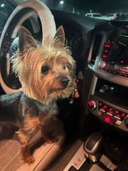 Lost Male Dog last seen Hwy 603 and CC Rd, Kiln, MS 39556