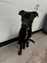 Shelter Stray Male Dog last seen Near Terra Loma Dr, Rancho Cordova, CA, 6201 Florin Perkins Rd, Sacramento, CA 95828, USA