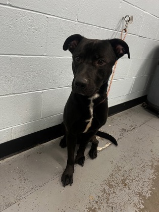 Shelter Stray Male Dog last seen Near Terra Loma Dr, Rancho Cordova, CA, 6201 Florin Perkins Rd, Sacramento, CA 95828, USA