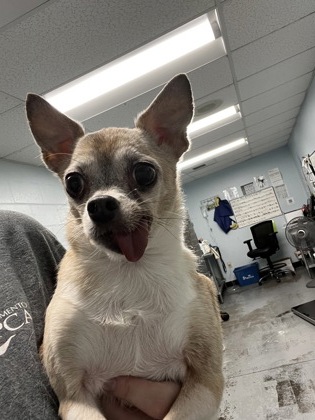 Shelter Stray Female Dog last seen Near River Mist Way, Rancho Cordova, CA, 6201 Florin Perkins Rd, Sacramento, CA 95828, USA