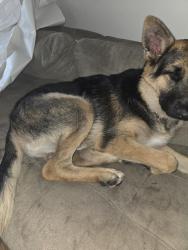 Lost Male Dog last seen Senter and capitaol, San Jose, CA 95111