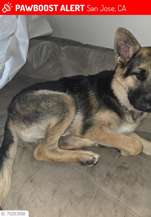 Lost Male Dog last seen Senter and capitaol, San Jose, CA 95111