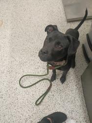 Shelter Stray Male Dog last seen Near SAHARA DR SW, Atlanta, GA, 1251 Fulton Industrial Blvd NW, Atlanta, GA 30336, USA
