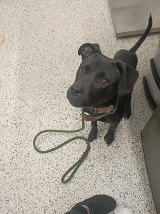 Shelter Stray Male Dog last seen Near SAHARA DR SW, Atlanta, GA, 1251 Fulton Industrial Blvd NW, Atlanta, GA 30336, USA