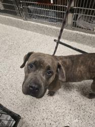 Shelter Stray Female Dog last seen Near martin luther king jr dr, Atlanta, GA, 1251 Fulton Industrial Blvd NW, Atlanta, GA 30336, USA