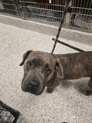 Shelter Stray Female Dog last seen Near martin luther king jr dr, Atlanta, GA, 1251 Fulton Industrial Blvd NW, Atlanta, GA 30336, USA