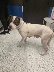 Shelter Stray Female Dog last seen Near martin luther king jr dr, Atlanta, GA, 1251 Fulton Industrial Blvd NW, Atlanta, GA 30336, USA