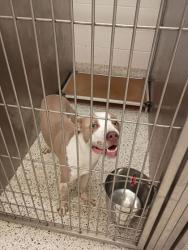Shelter Stray Male Dog last seen Near Charleston, College Park, GA, 1251 Fulton Industrial Blvd NW, Atlanta, GA 30336, USA