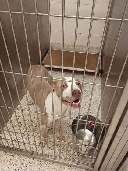 Shelter Stray Male Dog last seen Near Charleston, College Park, GA, 1251 Fulton Industrial Blvd NW, Atlanta, GA 30336, USA