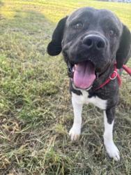 Shelter Stray Female Dog last seen Near Fontainebleau Drive, Doraville, GA, 30360, 30360, GA, 3280 Chamblee Dunwoody Rd, Chamblee, GA 30341, USA
